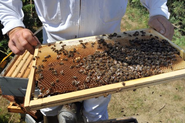 La canicule et ses fortes chaleurs réduit la production de miel dans les ruchers - image d'illustration