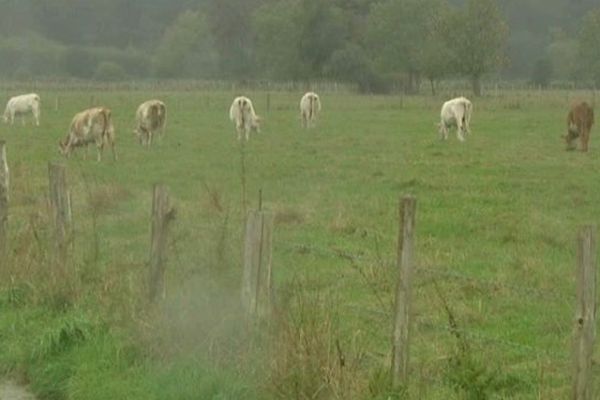 Un troupeau de vaches près de la forêt de Brotonne.