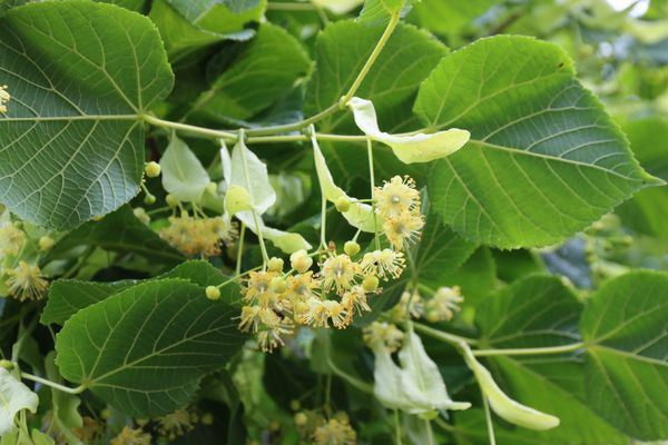 Gros plan de feuilles et de fruits de tilleul