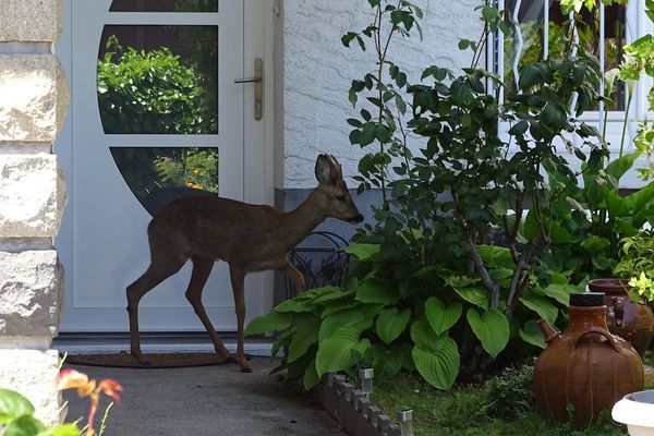 La nature continue de reprendre ses droits même après le déconfinement. Lundi 25 mai, Cécile Bravard a fait une rencontre dans son jardin rue de Médicis, à Clermont-Ferrand (Puy-de-Dôme) à laquelle elle ne s’attendait pas. 