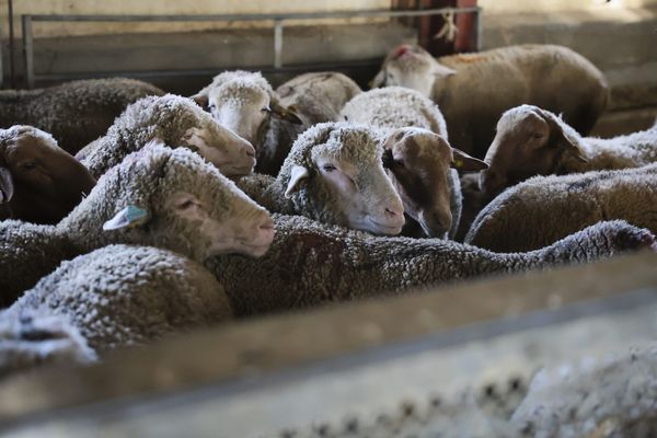 Les éleveurs lorrains frappés de plein fouet par la fièvre catarrhale ovine en Meurthe-et-Moselle, Moselle et surtout dans la Meuse.