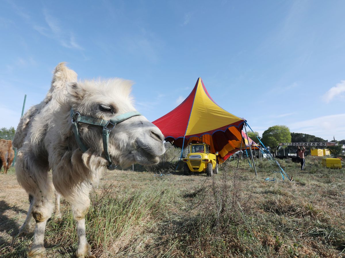 Le Cirque Zavatta quitte Antibes et part s installer dans un