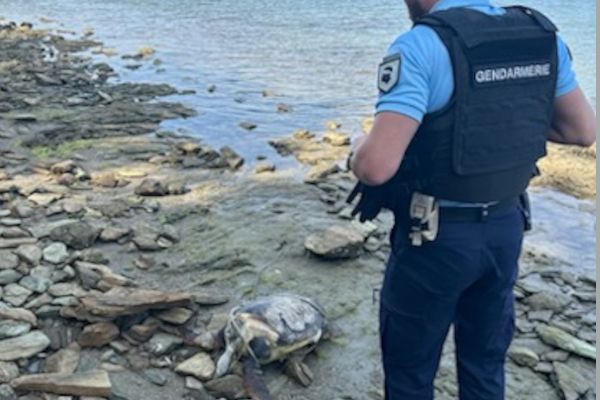 Une tortue marine a été retrouvée morte sur une plage de Saint-Florent, dimanche 23 avril.