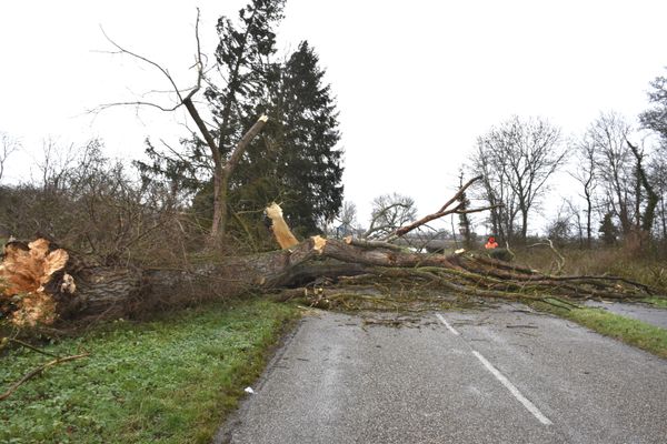 A Raedersheim (Haut-Rhin) un arbre est tombé à cause du vent, mardi 4 janvier 2022.