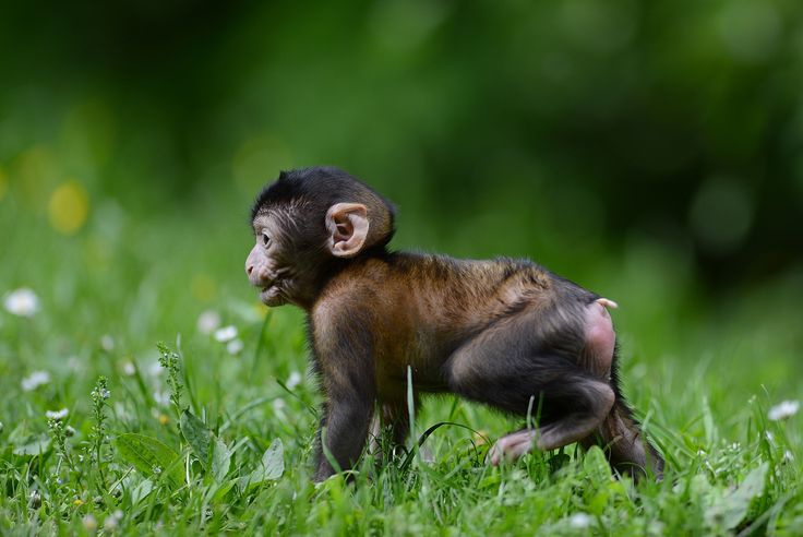 Dix Bebes Magot Sont Nes A La Montagne Des Singes De Kintzheim