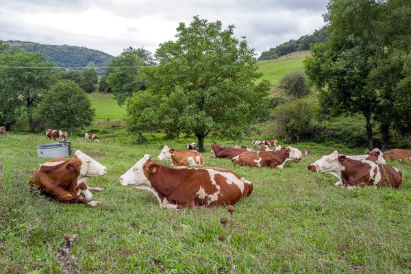 Voici les communes dans le Puy-de-Dôme où la vaccination contre la MHE est gratuite.