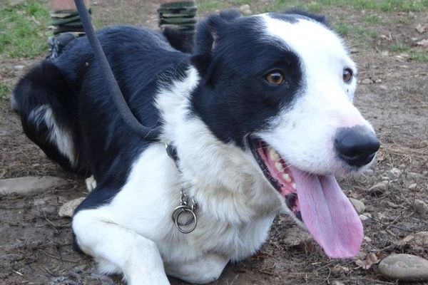 Gipsy est aujourd'hui en sécurité au Refuge de l'espoir à Arthaz.