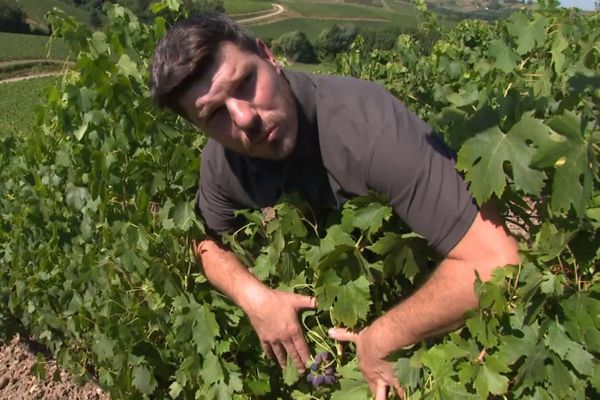 Les vendanges de 2020 commenceront dès le 20 août !