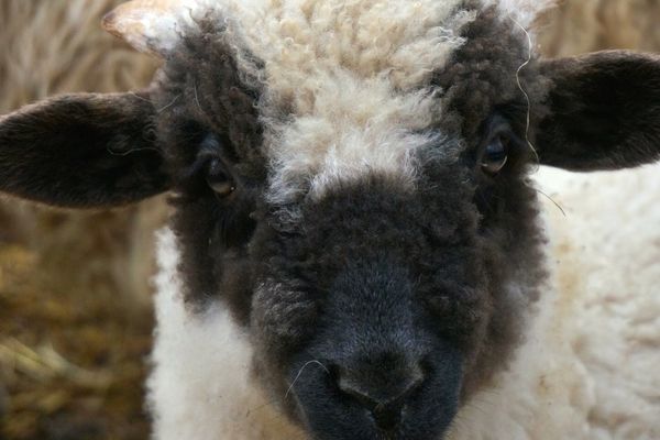 Bubu, le bébé mouton de 4 mois, fait partie de l'élevage de Sylvie Raynault