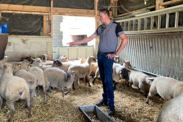 Dans l'élevage ovin de Guillaume Gueunet à Saint-Mard-de-Réno (Orne), le 1er septembre 2024.