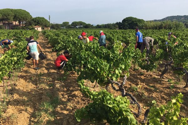 Travailleurs agricoles lors des vendanges dans le Var, en septembre 2019