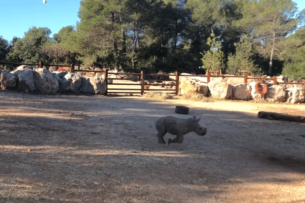 Courir partout, s'amuser avec sa maman, font partie des activités préférées de Siku, le rhinocéros blanc, né au zoo de Montpellier (Hérault), cet été.