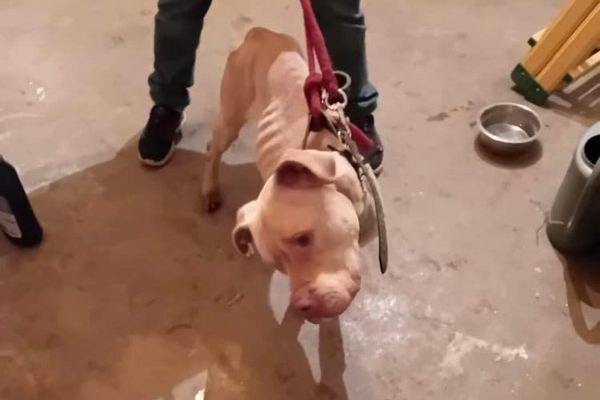 Un chien a été retrouvé en mauvais état, attaché à un arbre dans le hameau d'Ennecuit sur la commune de Bosc-Roger-sur-Buchy.