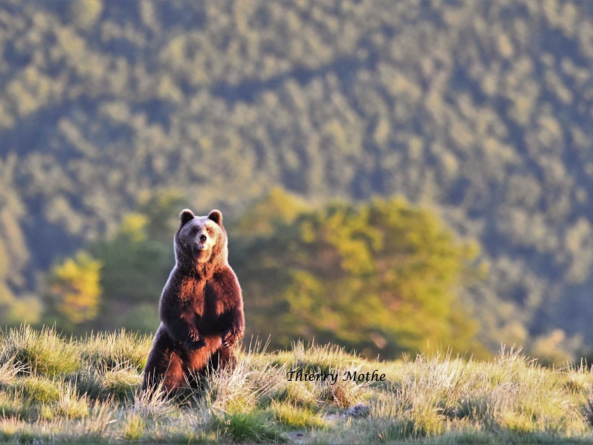 L'ours des Pyrénées: une fascination qui a toujours suscité la polémique !  