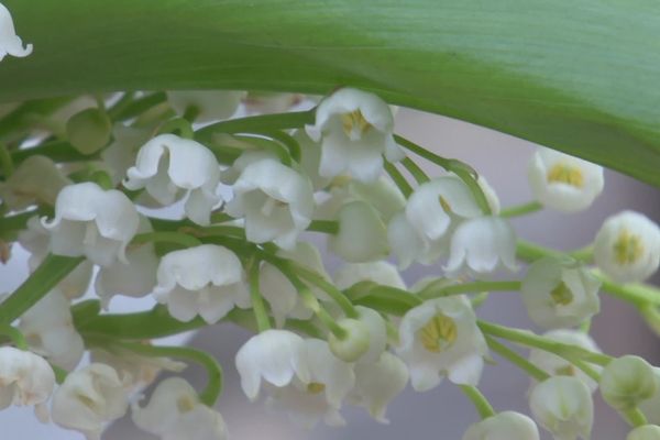 Comme chaque 1er mai, la vente de muguet sur la voie publique est soumise à conditions.