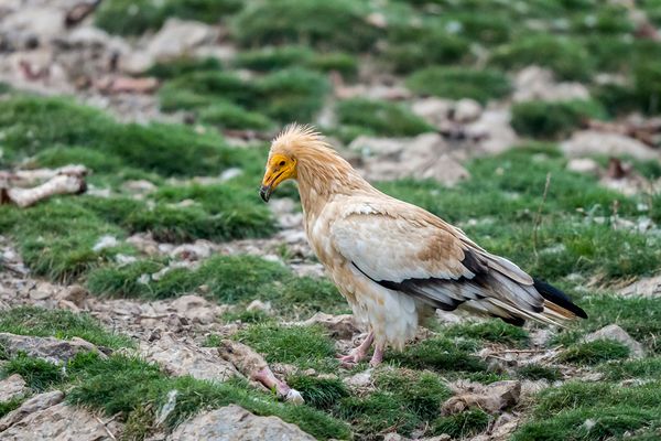 Comme chaque année, trois couples de vautours percnoptères sont revenus dans les vallées du Conflent, de l'Agly et du Vallespir.