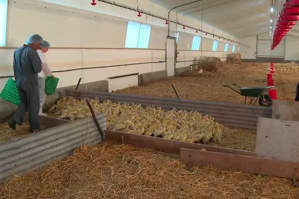 Un élevage de 8700 canards touché par la grippe aviaire en Vendée