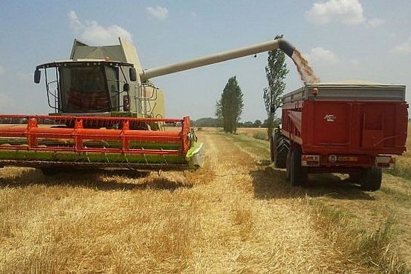 La moisson du blé dur dans l'Aude - juillet 2013