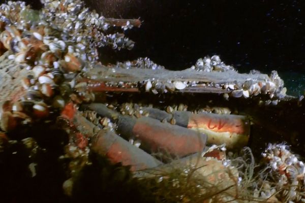 Plusieurs caisses contenant plusieurs dizaines d'obus trouvées au fond du lac Léman