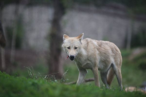 Une louve s'est enfuie du parc Pairi Daiza, avant d'être retrouvée le lendemain. 