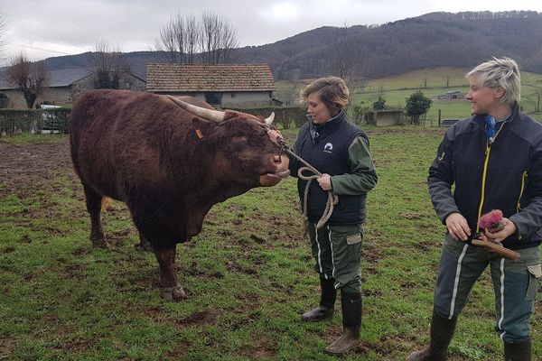 Nimbus, taureau de race Salers de trois ans et de presque une tonne va participer au salon de l'agriculture à Paris. Ce n'est pas évident de se balader avec lui.