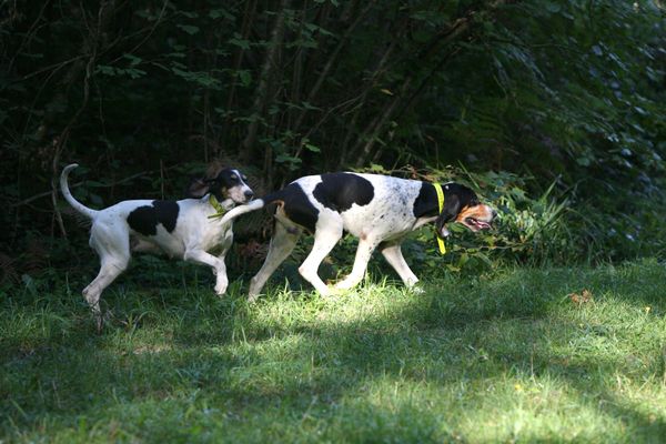 La Fédération de chasse du Gers lance un appel urgent à la vigilance, demandant aux chasseurs et aux propriétaires de chiens de prendre des mesures préventives immédiates.