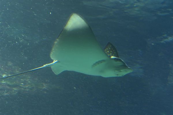 Une des deux petites raies nées à l'aquarium de Biarritz (64) cet automne 2023.