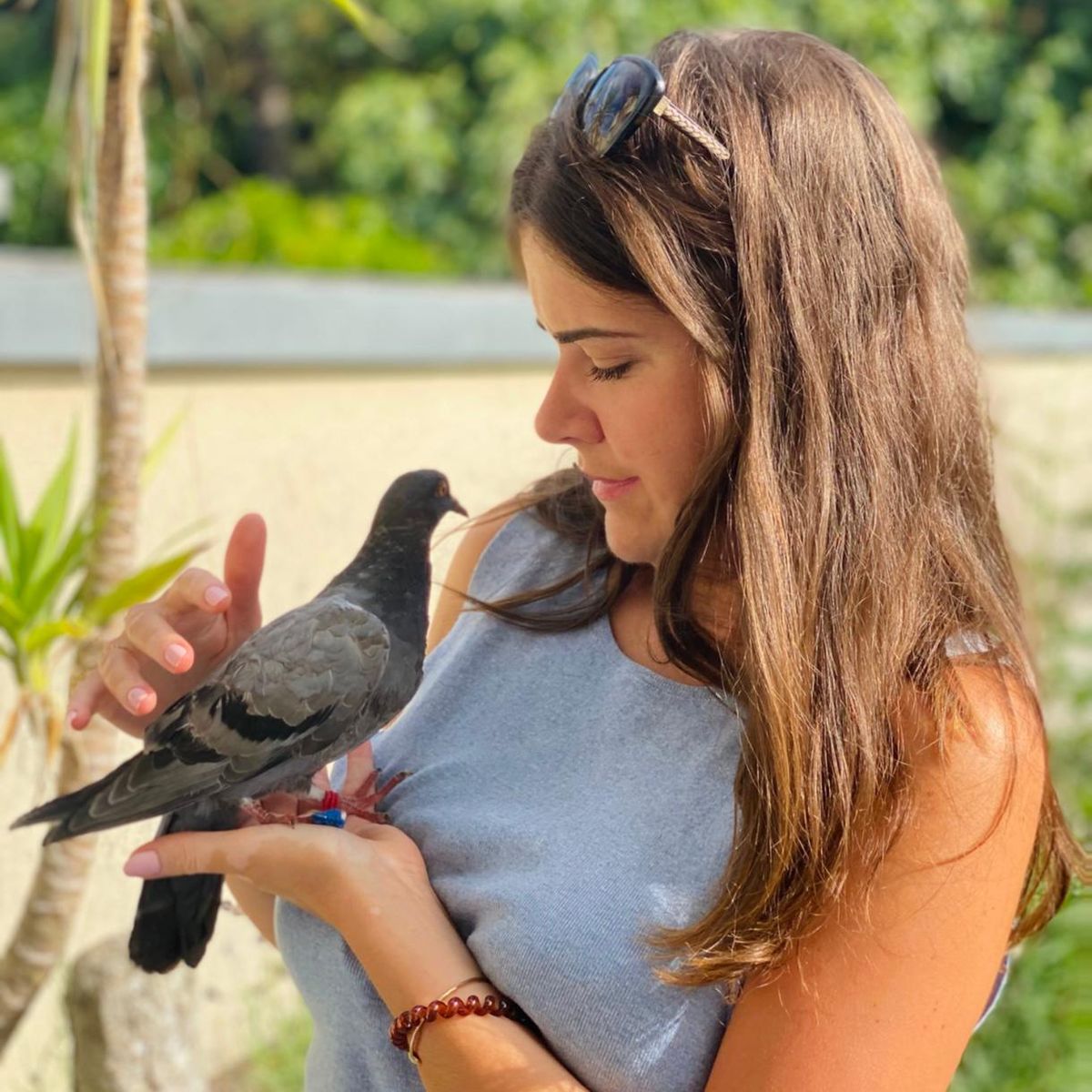 Dans l'Oise, la guerre des pigeons est lancée !