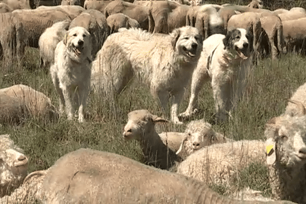 Les patous protègent leur troupeau de tout "intrus", loup ou humain. 