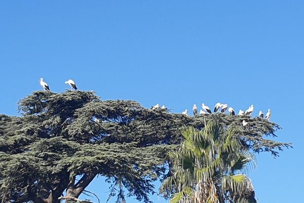 Avez-vous vu des cigognes dans l'Hérault ces derniers jours ?