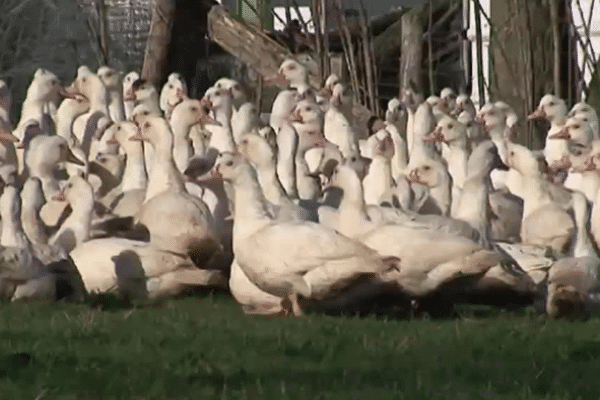 Un foyer de grippe aviaire avait été identifié en décembre dernier à Billanges en Haute-Vienne