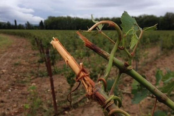 Les vignes touchées par la grêle - archives