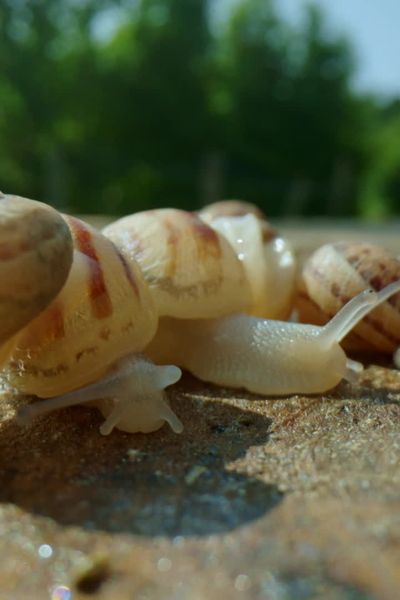 Qu’y a-t-il de plus français que de manger des escargots ?