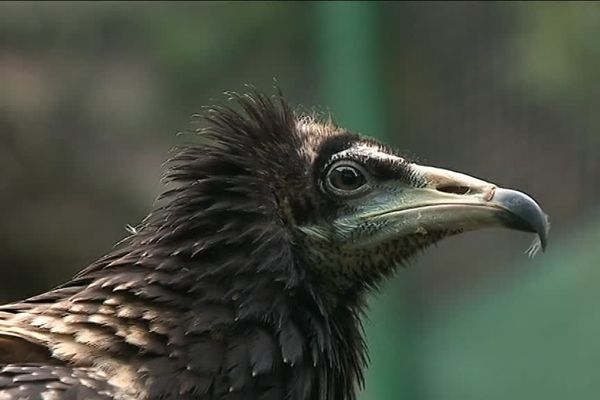 un rapace au centre Régional de sauvegarde de la faune sauvage caussenard