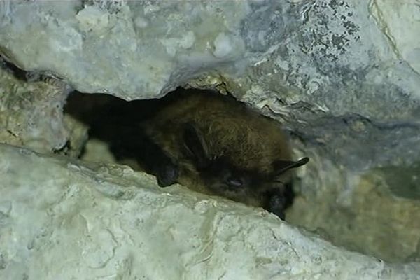 Chauve-souris - Givet (Ardennes)