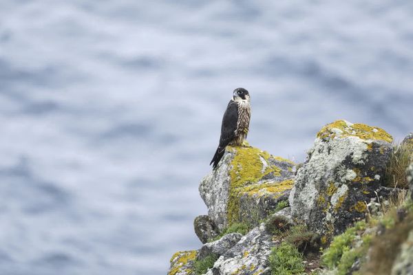 La Pointe du Raz abrite de nombreuses espèces d'oiseaux marins