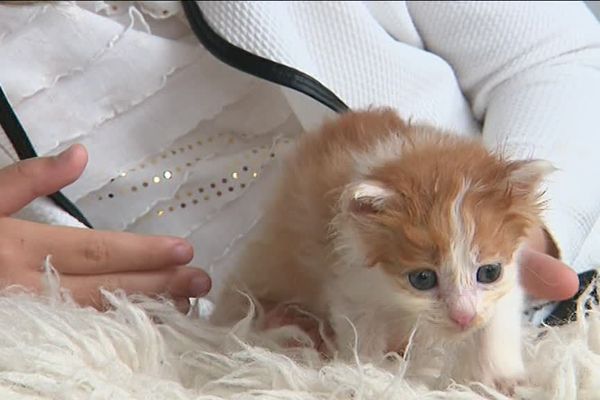 Un petit chaton à adopter