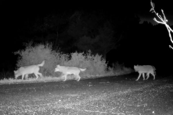 En Limousin, plusieurs attaques de troupeaux auraient été attribuées au loup par la Coordination rurale depuis 2021. 