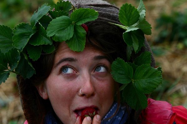 Les bonnes fraises à déguster directement sur le pied.