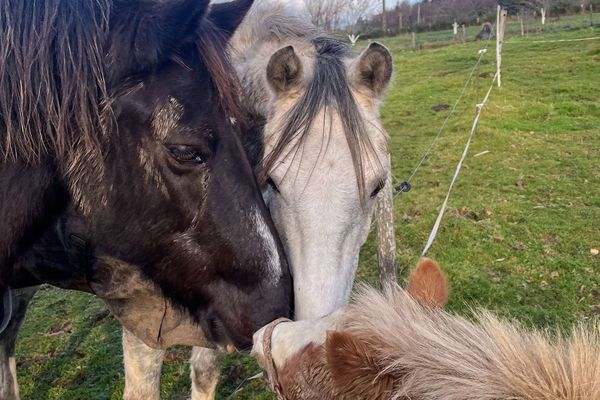 Jammin, Odin et Bingo ont finalement été retrouvés sains et saufs, après plusieurs jours de recherches.