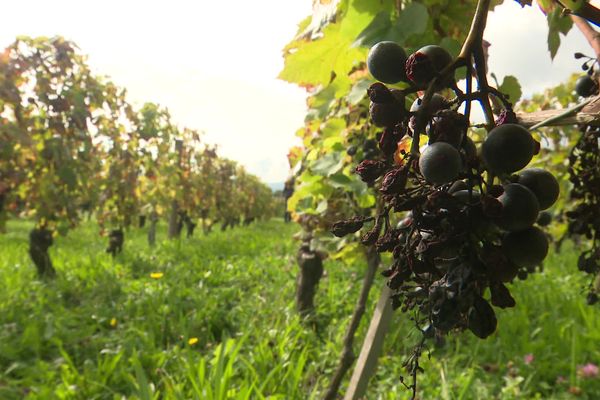 Le vignoble de de la famille Richel enregistre 50 % de perte.