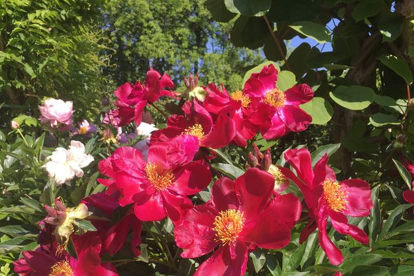 Le parc de l'Arquebuse fête la nature et la biodiversité le dimanche 27 mai.