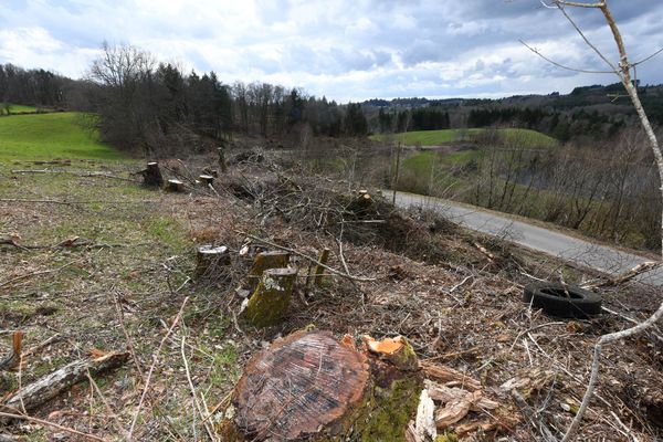 Elagage réalisé en Corrèze début 2018. 