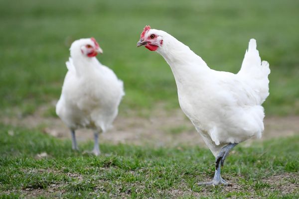 Les poules normalement élevées en plein air sont directement concernées.