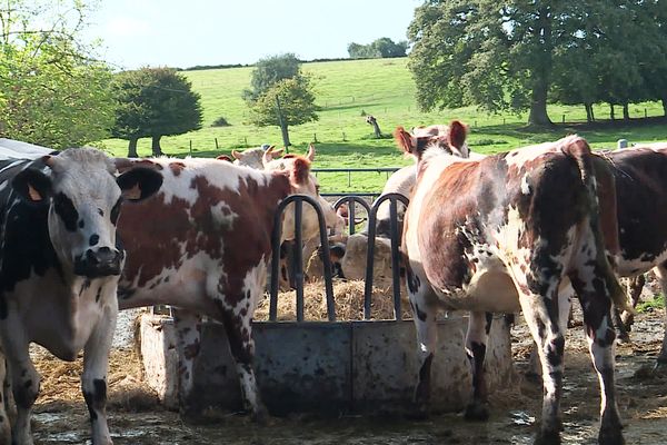 Les vaches laitières à Dampierre-en-Bray donnent un lait transformé en fromage de Neufchâtel biologique