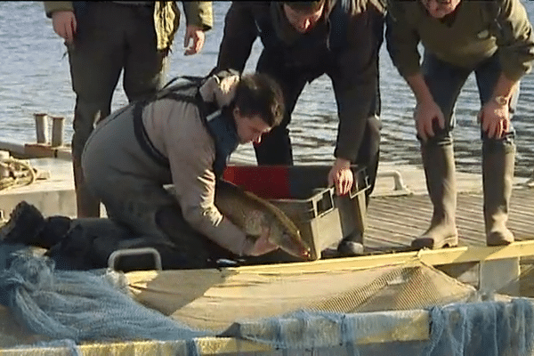 La sortie d'un poisson du lac des Guerlédan