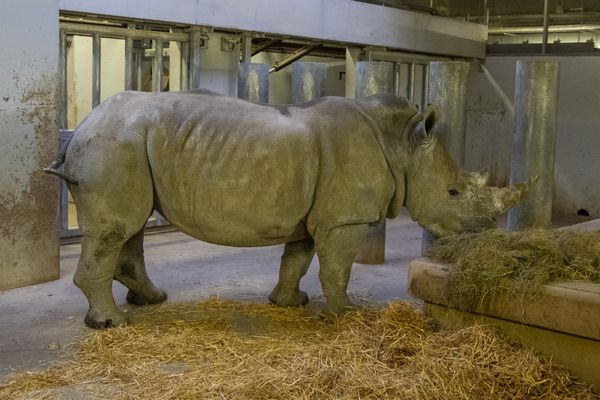 D’Ora a pris ses quartiers dans l'enceinte du Parc zoologique, le 2 mars dernier.