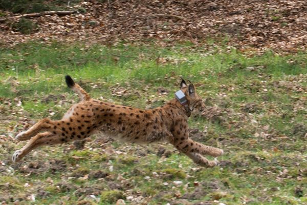 Bell, la femelle lynx relâchée mercredi près de Kaiserslautern