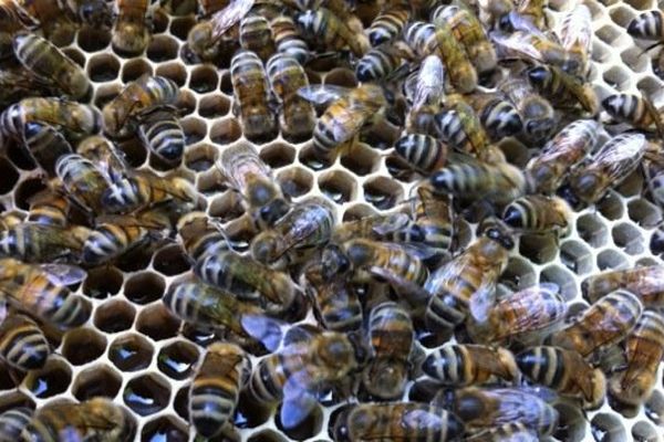 Les abeilles d'André Frieh s'activent à stocker du miel de sapin