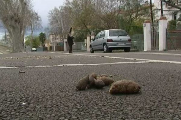 Le ramassage des crottes de chien coûte 700 000 euros par an à la mairie de Perpignan